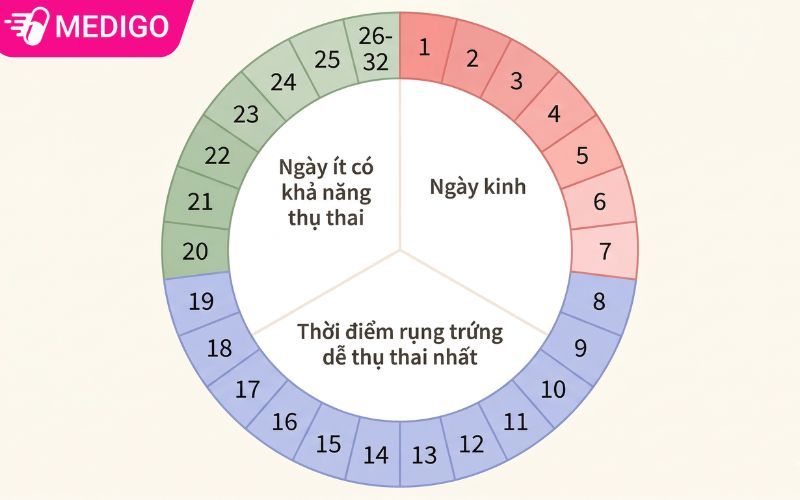 Xuất tinh trong sau ngày rụng trứng có thai không? Sự thật bạn cần biết