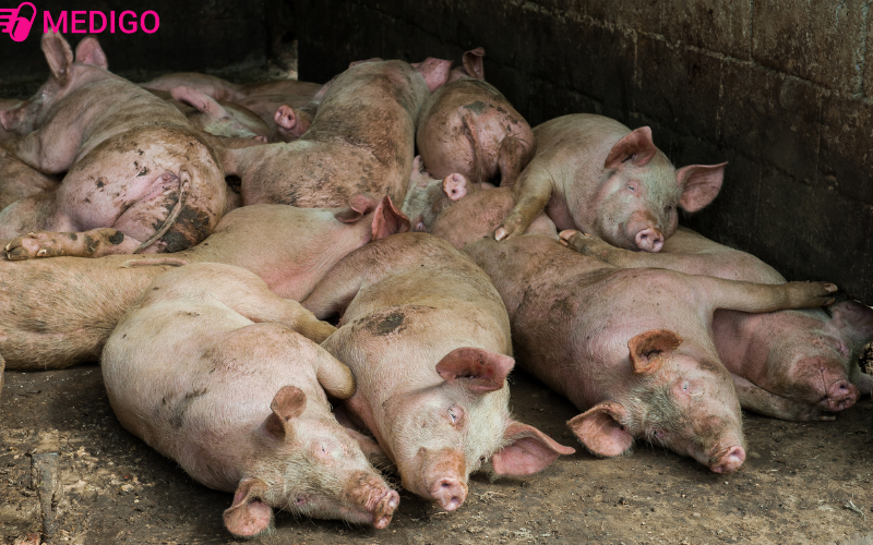 Tinh-hinh-dich-ta-lon-Chau-Phi-hien-nay