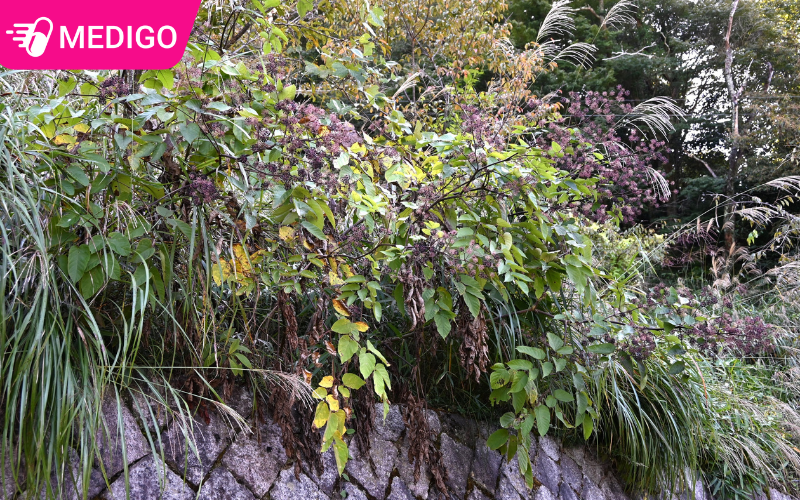 Cach-su-dung-cay-Don-chau-chau