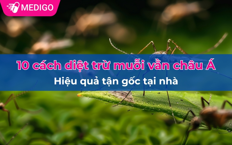 10 cách diệt trừ muỗi vằn châu Á hiệu quả tận gốc tại nhà