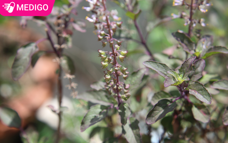 Hương nhu tía: công dụng, bài thuốc dân gian và lợi ích đối với sức khỏe