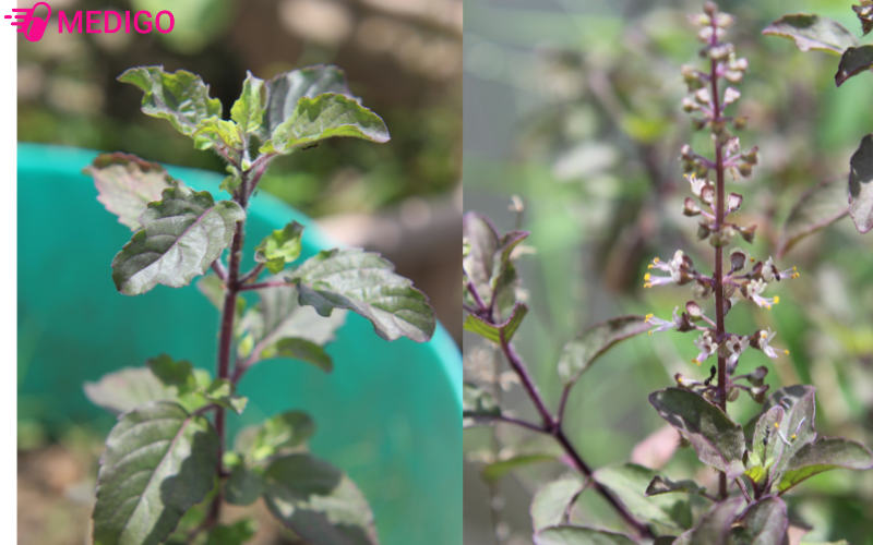 Huong-nhu-tim-co-than-va-cuong-la-mau-tim-dac-trung