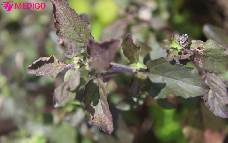 Cay-co-dac-tinh-phong-han-thuong-duoc-dung-de-giai-cam-lanh