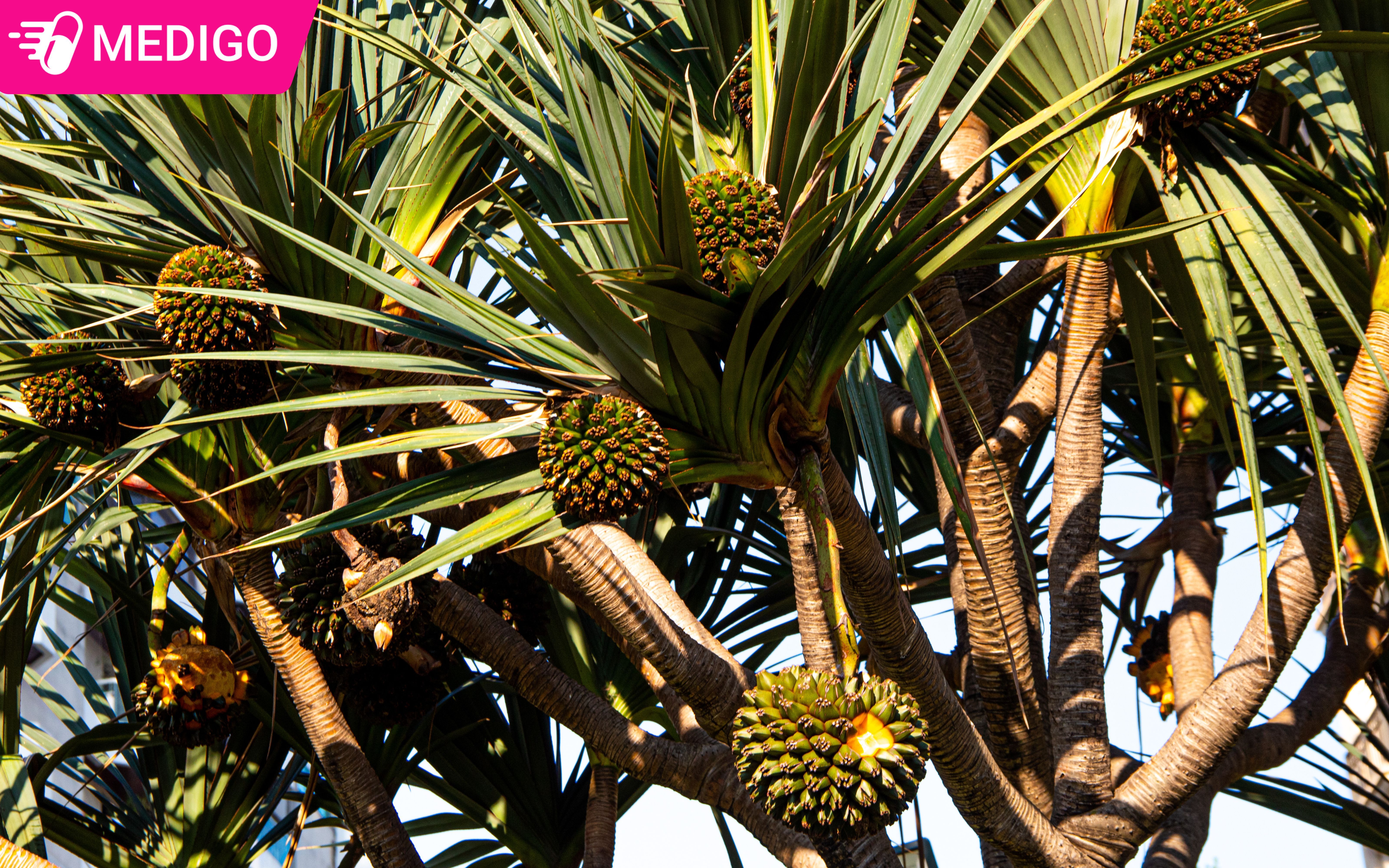 Hinh-anh-cay-dua-dai