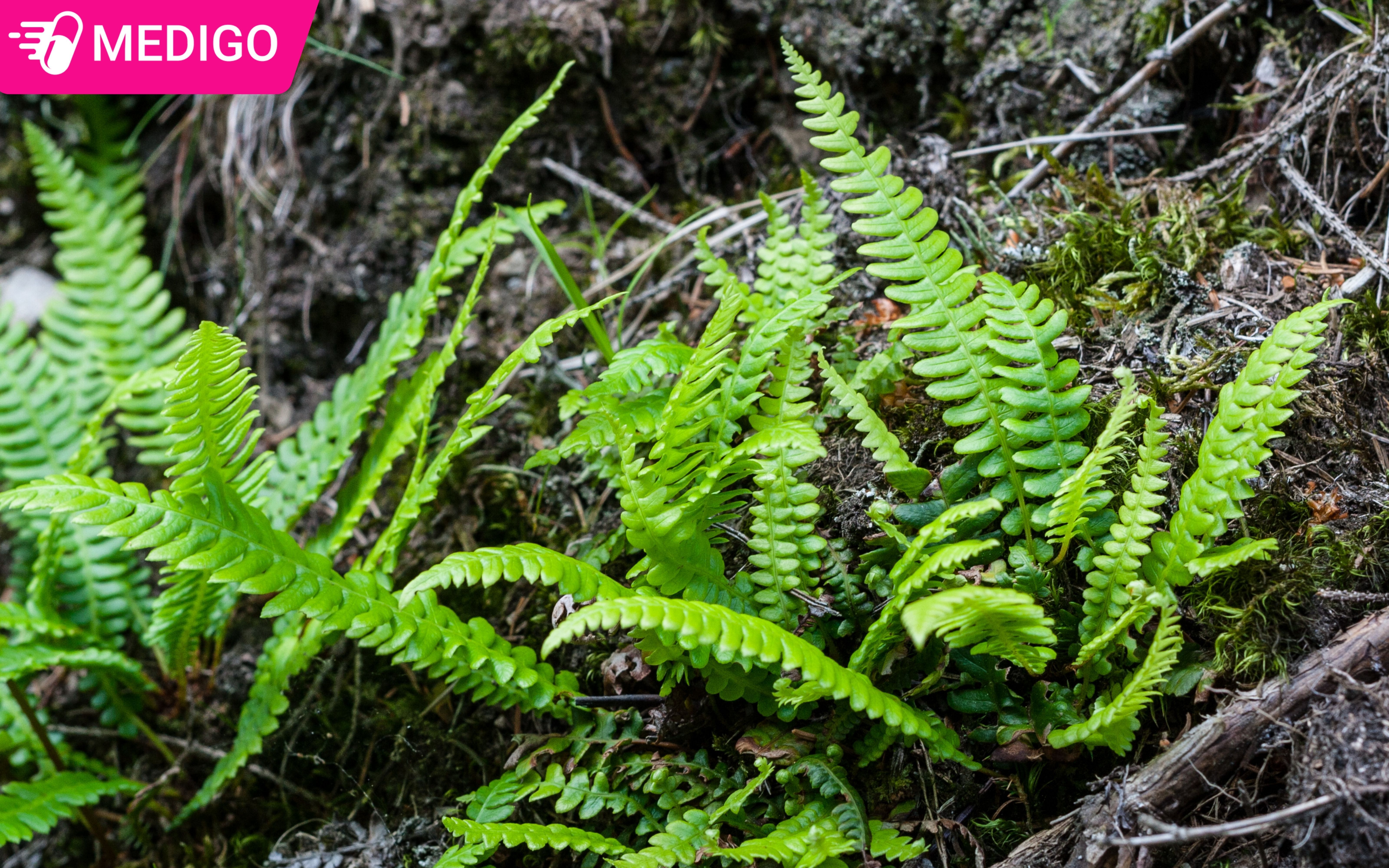 Cây dương xỉ: Khám phá giá trị dược liệu ẩn sau loài cây quen thuộc