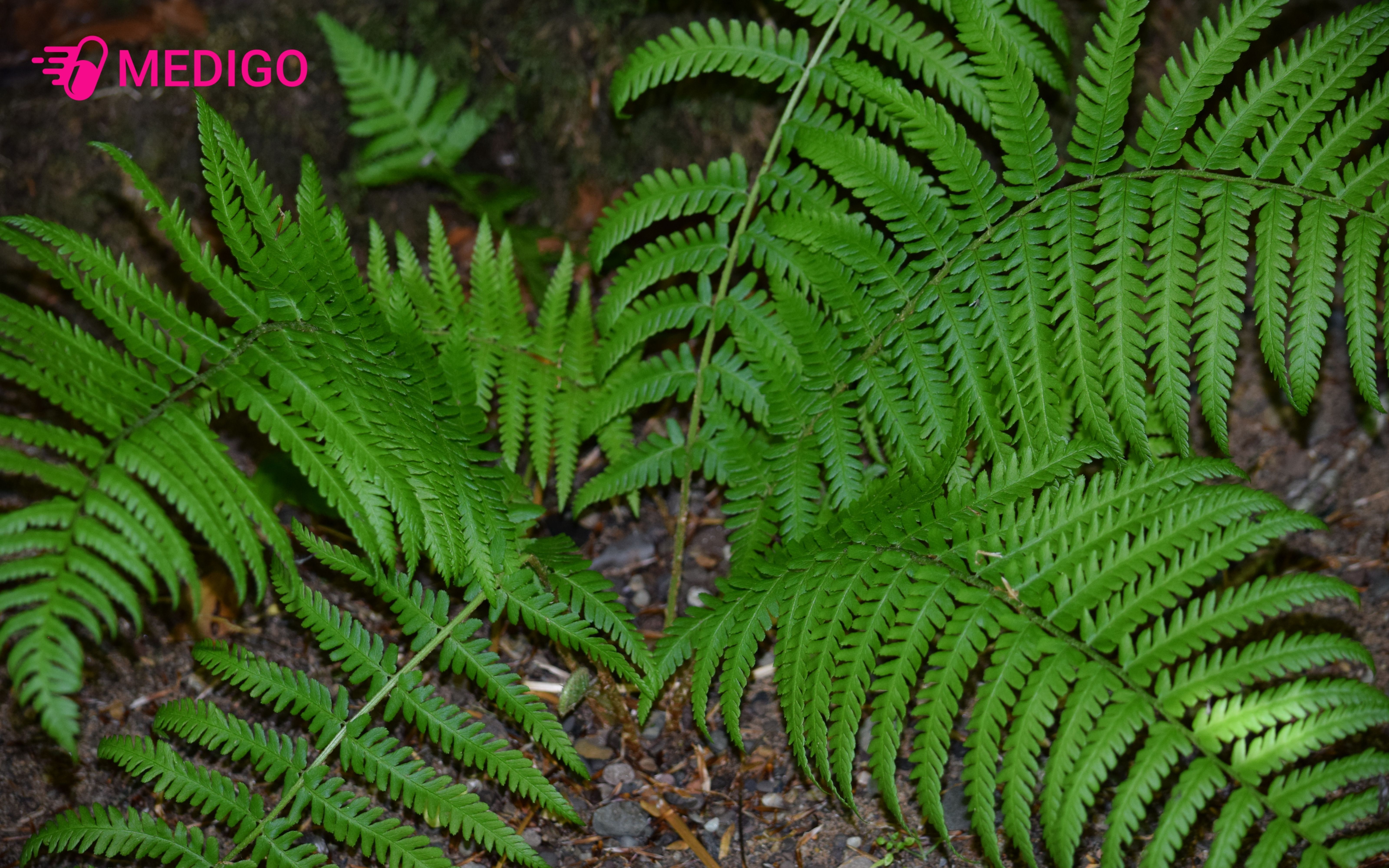 Hinh-anh-cay-duong-xi