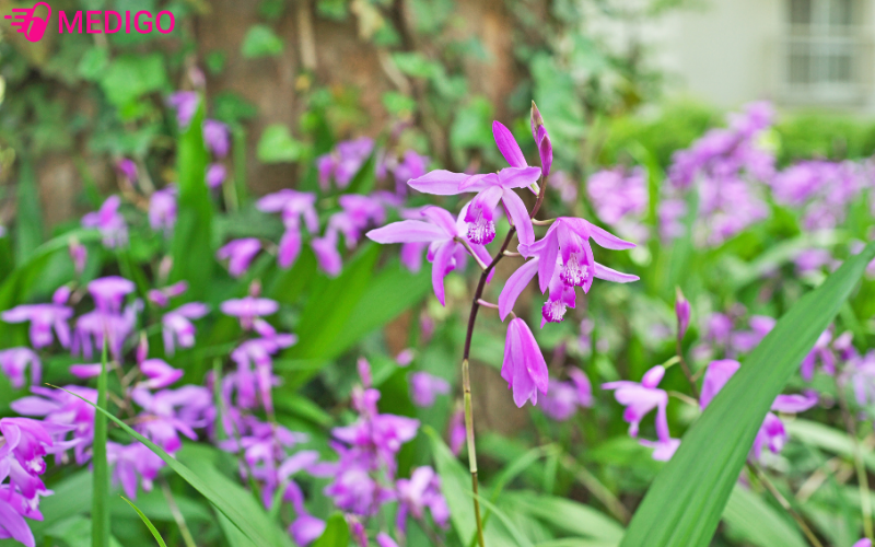 Bach-cap-chua-nhieu-thanh-phan-hoa-hoc-co-gia-tri-duoc-ly