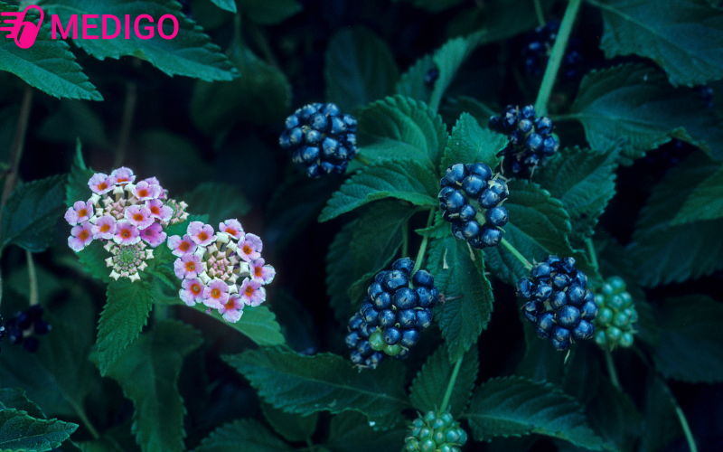 Cay-bong-oi-chua-nhieu-hoat-chat-sinh-hoc-quan-trong