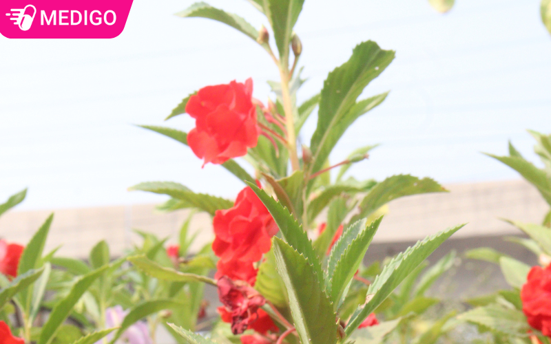 Công dụng của bông móng tay mang lại trong y học cổ truyền