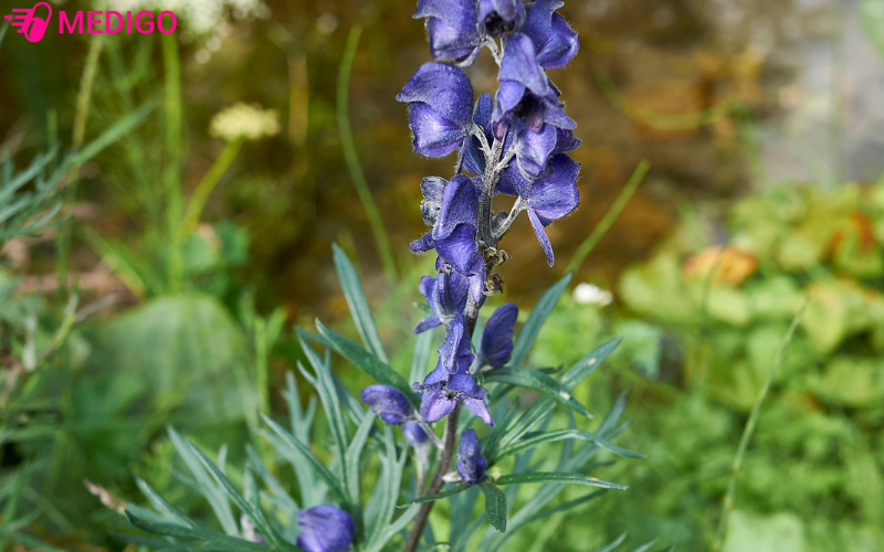 Cay-co-kha-nang-sinh-truong-manh-chiu-han-tot