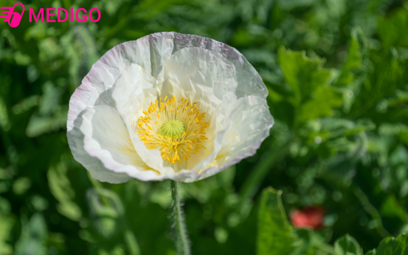 Cây anh túc: Bí ẩn đằng sau vẻ đẹp của loài hoa “gây nghiện” trong tự nhiên