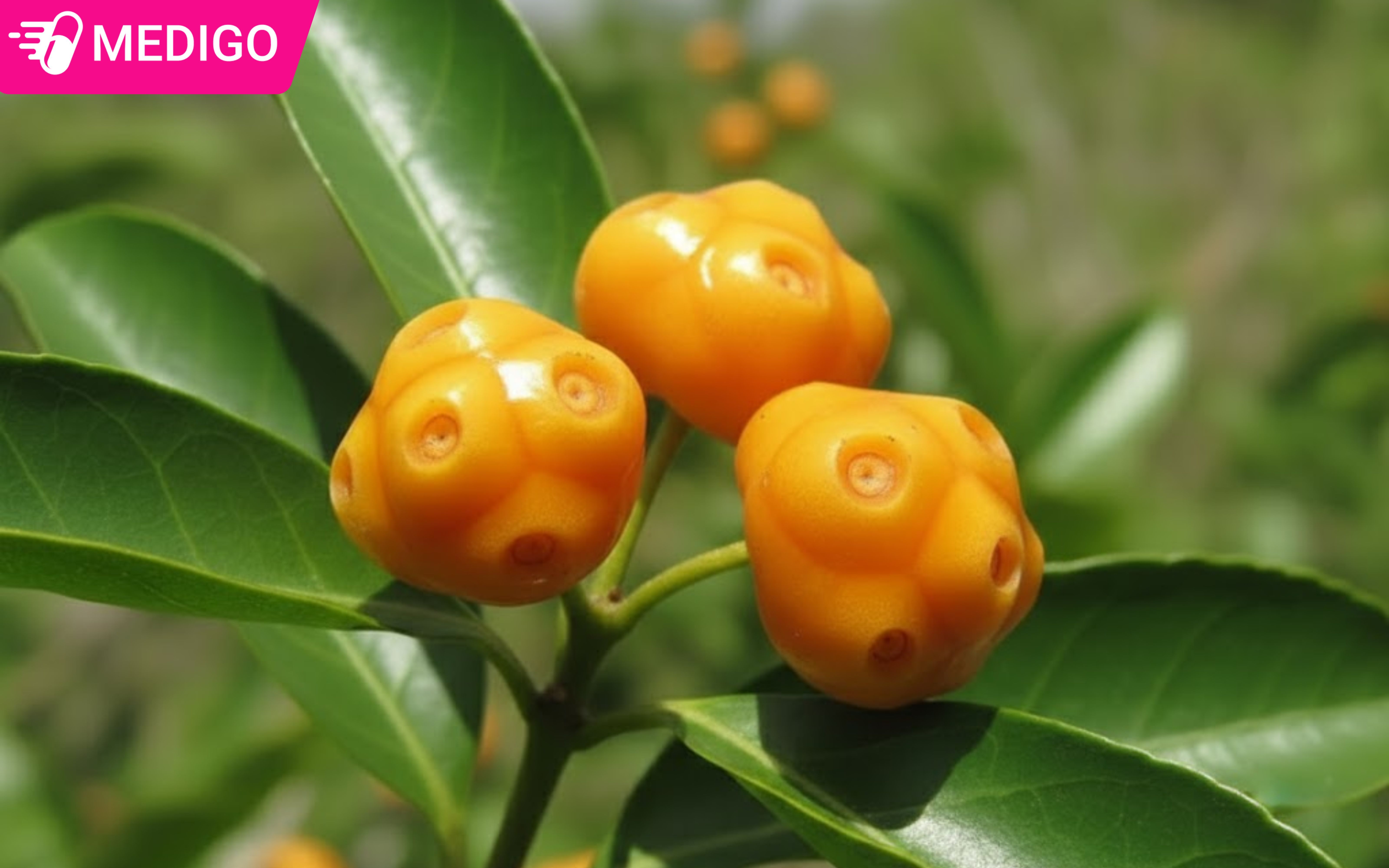 Cây mặt quỷ là gì? Đặc điểm hình dạng khác biệt, công dụng và lưu ý quan trọng