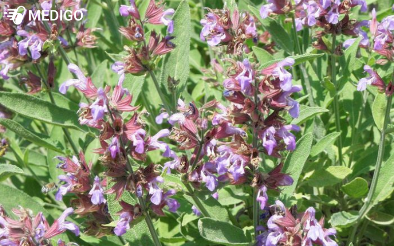 cay-xo-thom-salvia-officinalis-la-cay-lau-nam-co-than-go-vung-chac
