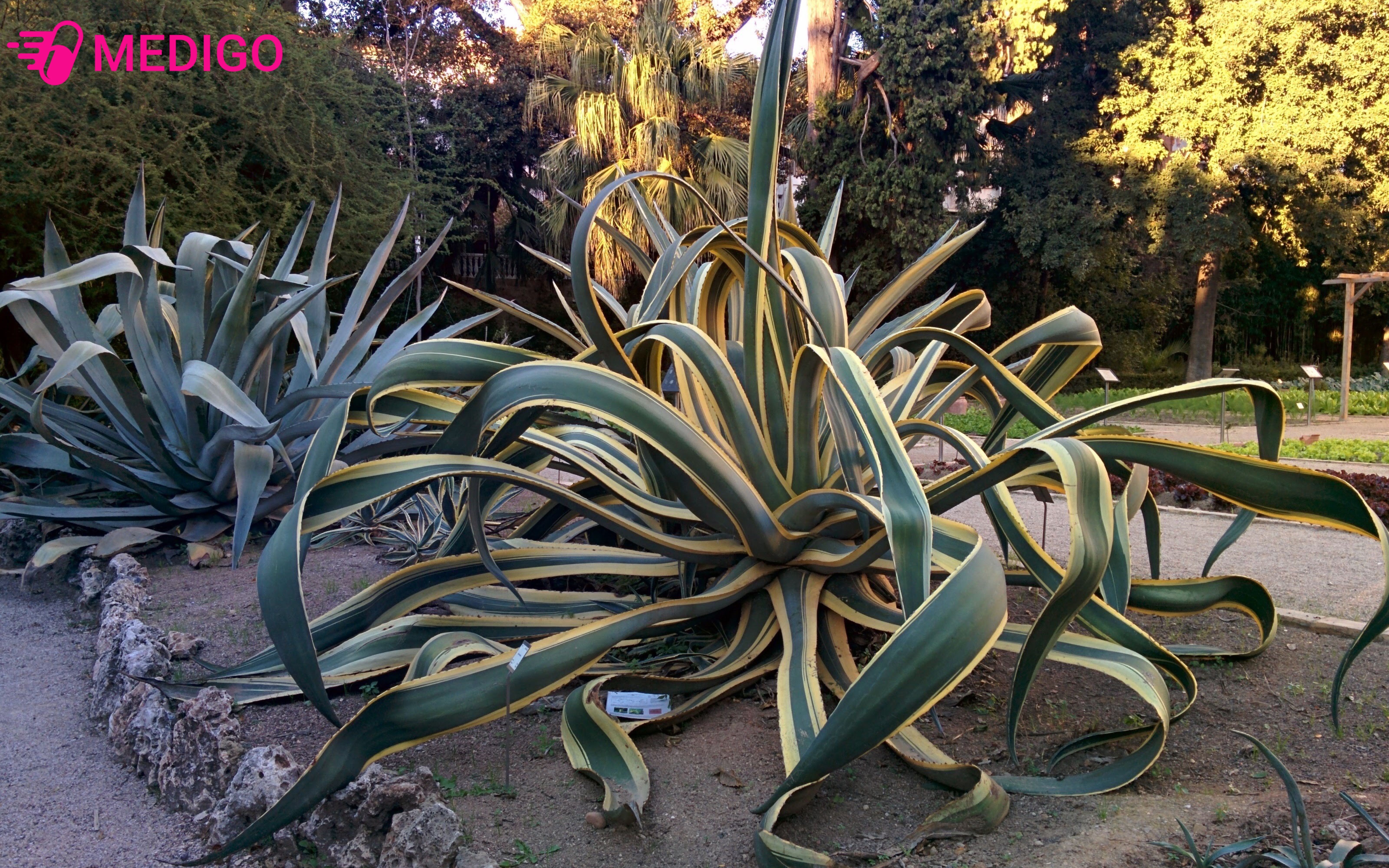 Dac-diem-thuc-vat-cua-Dua-Nam-My