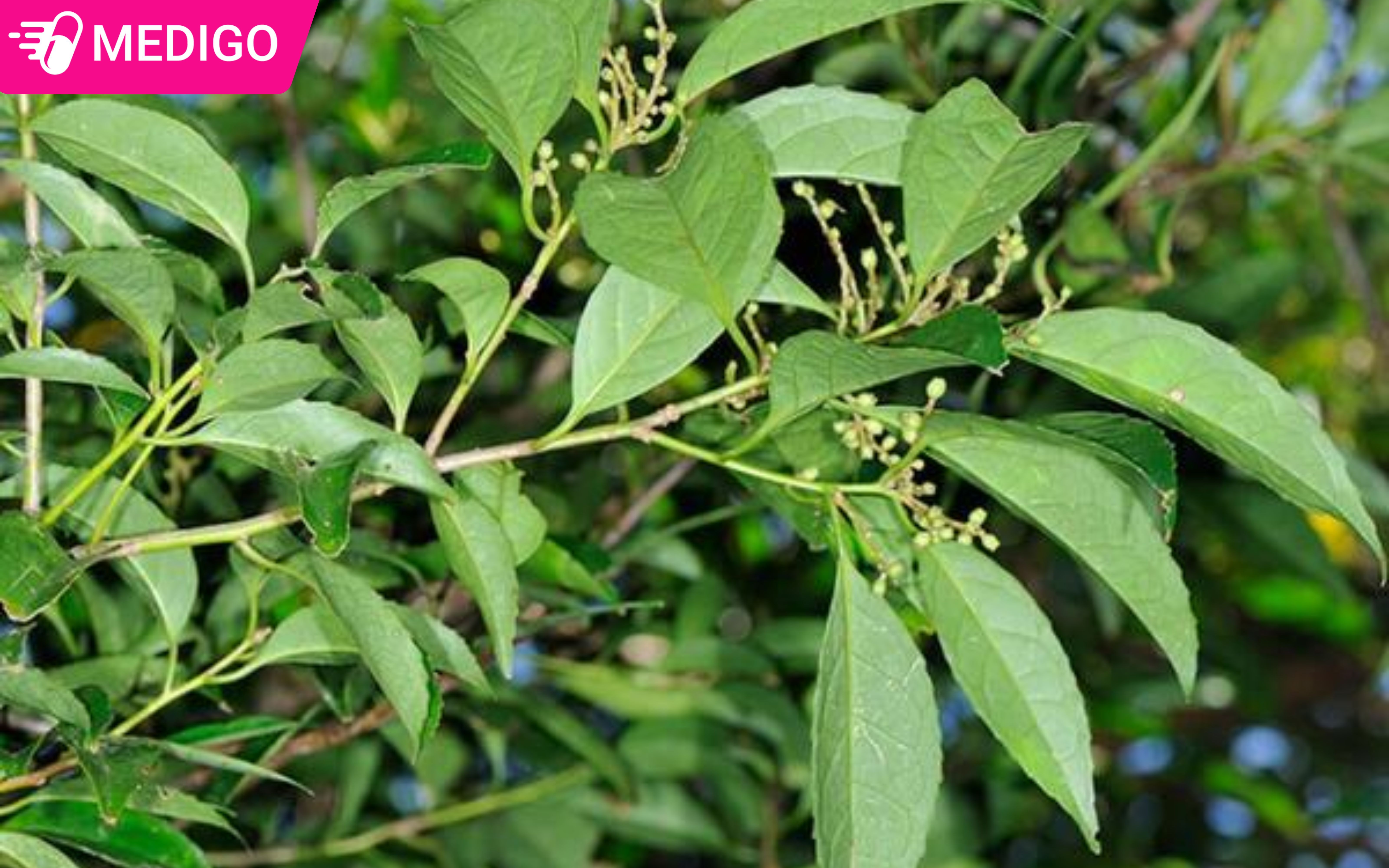 Cây dung: 5 kiến thức cơ bản trước khi sử dụng