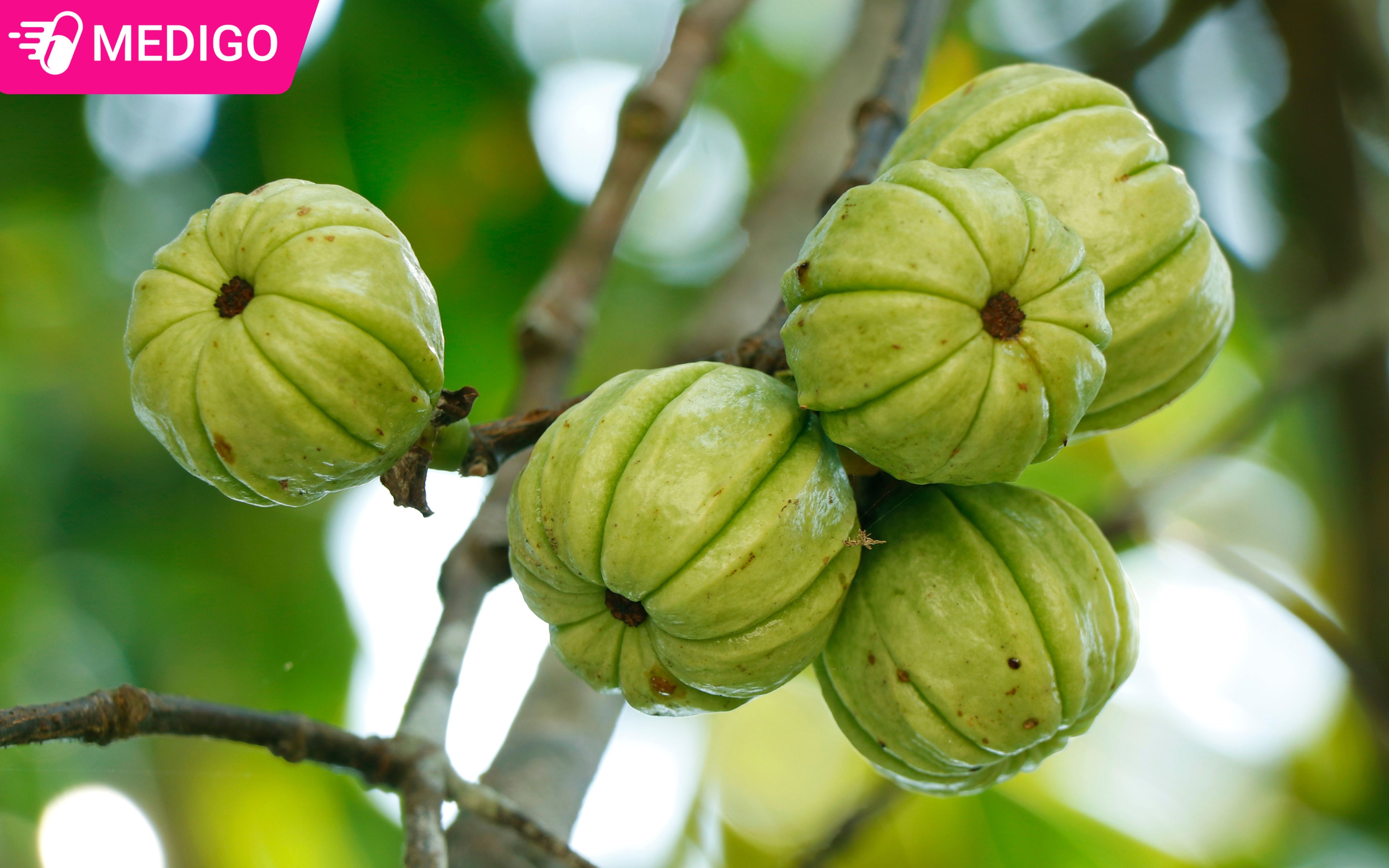 Garcinia Cambogia là gì? Công dụng, hiệu quả giảm cân và những lưu ý quan trọng