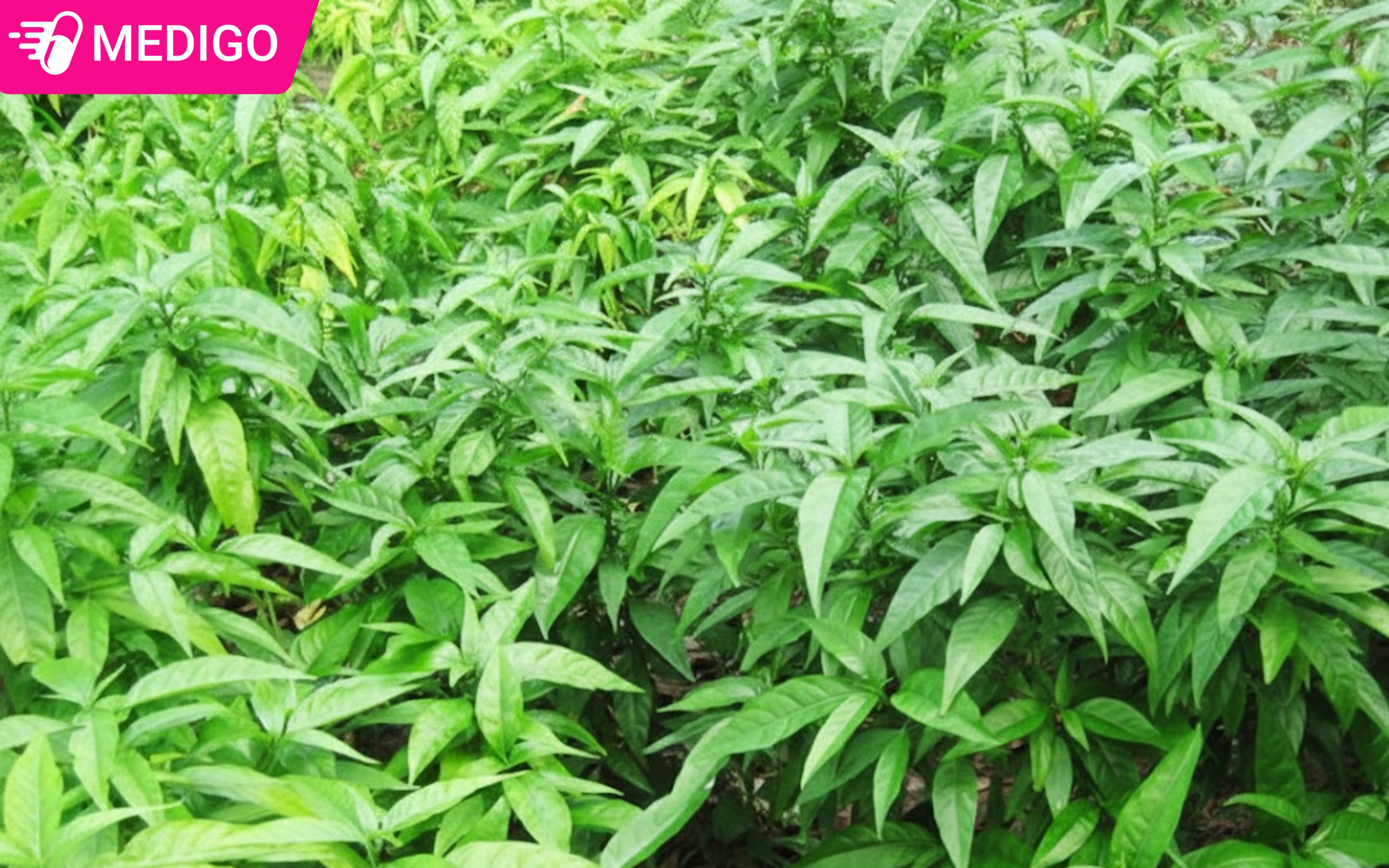 Hoàn ngọc trị bệnh gì? Cách dùng và những điều cần biết