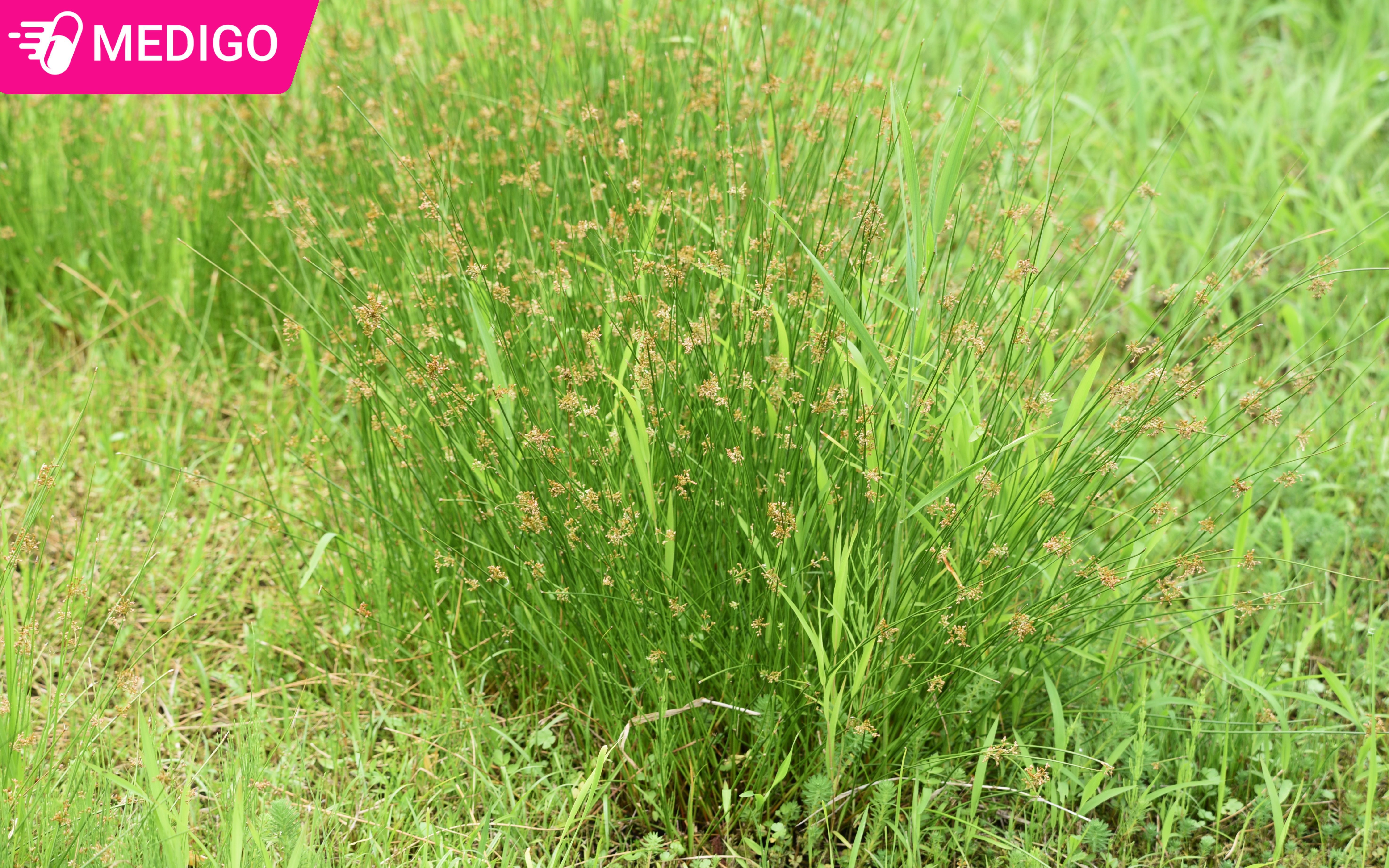 Cỏ bấc đèn: Vị thuốc dân gian quen thuộc với nhiều công dụng trong y học cổ truyền