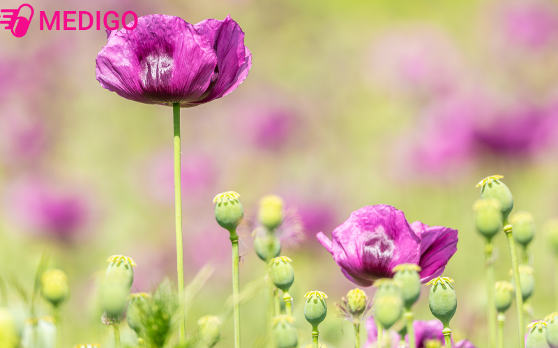 Anh-tuc-tim-hoac-hong