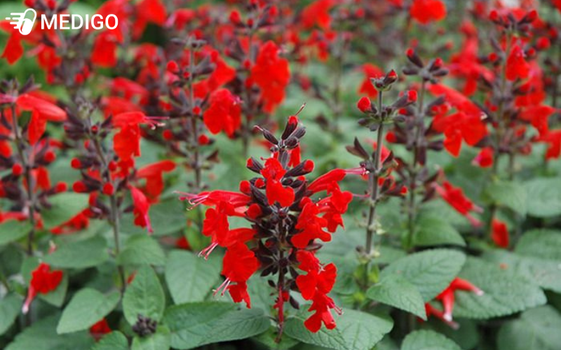 cay-xo-thom-do-salvia-coccinea-so-huu-cho-minh-nhung-bong-hoa-mau-do-tuoi-sang