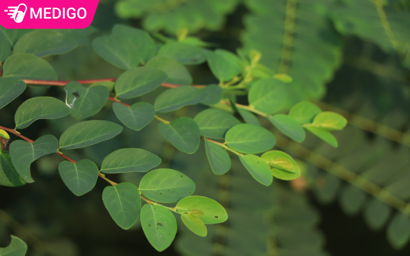 Cây Bồ cu vẽ: Đặc điểm, công dụng và lưu ý khi sử dụng