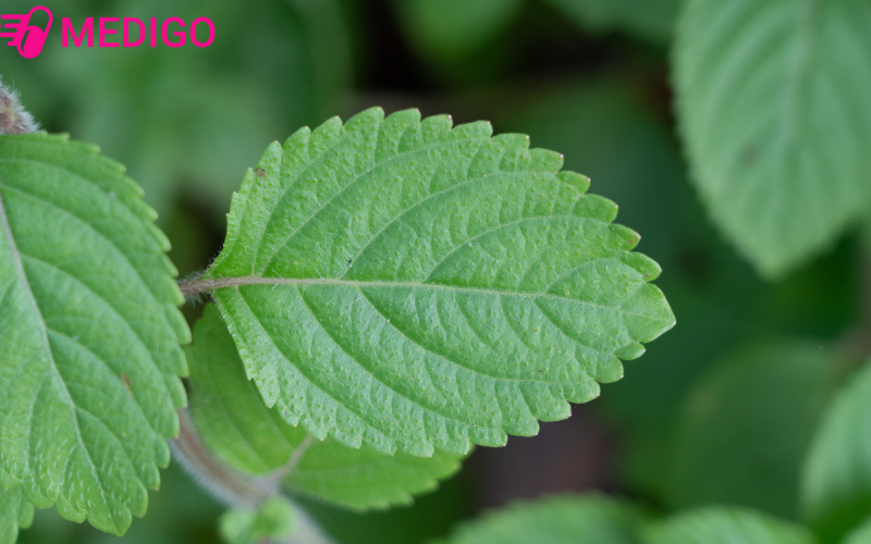 La-cay-thach-den-hinh-bau-duc-hoac-thuon-dai-mep-la-co-rang-cua-nhe