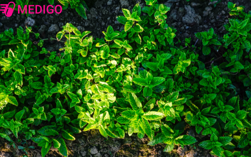 Hinh-anh-cay-thach-den