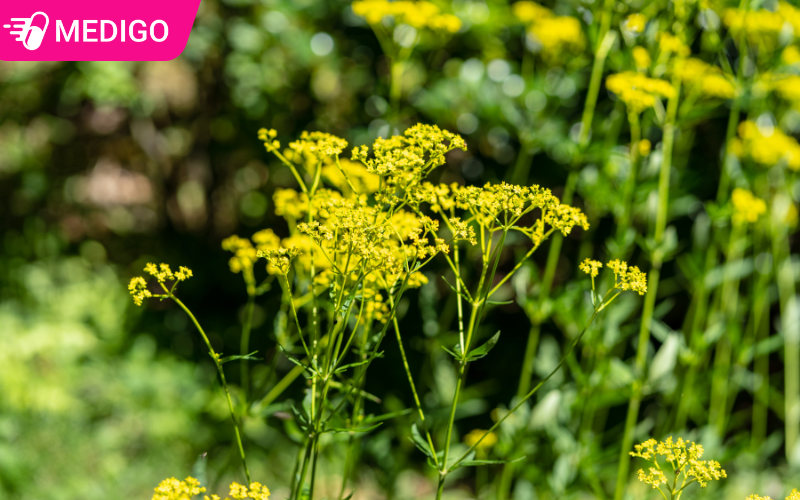 Bại tương thảo — công dụng, cách dùng và những điều cần biết