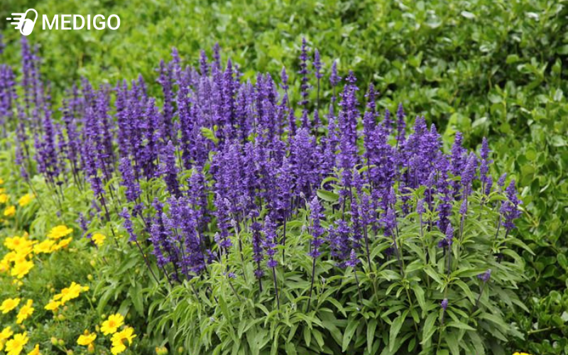cay-xo-thom-mealycup-salvia-farinacea-da-dang-voi-nhieu-loai-mau-nhu-xanh-tim-va-oai-huong
