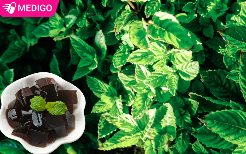 Cây thạch đen - dược liệu tự nhiên giúp thanh nhiệt và giải độc 