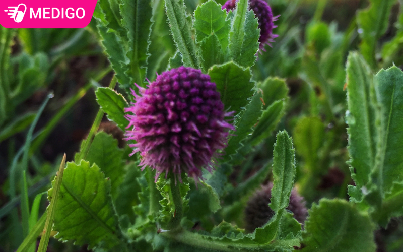 Tìm hiểu công dụng của cỏ chân vịt