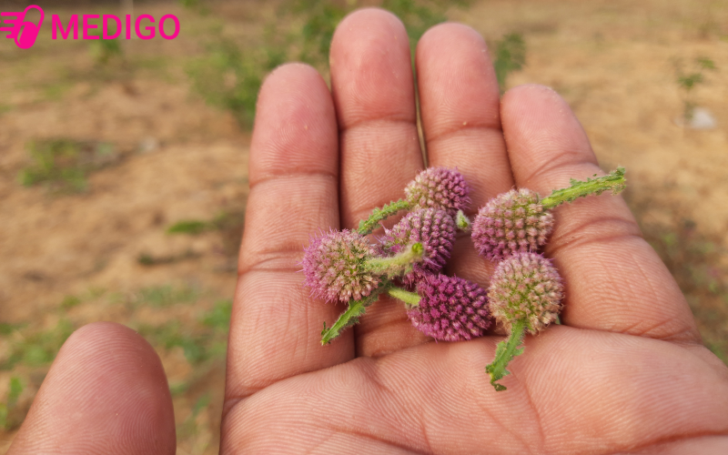 Bai-thuoc-thanh-nhiet-mat-gan-giai-doc-co-the-tu-co-chan-vit