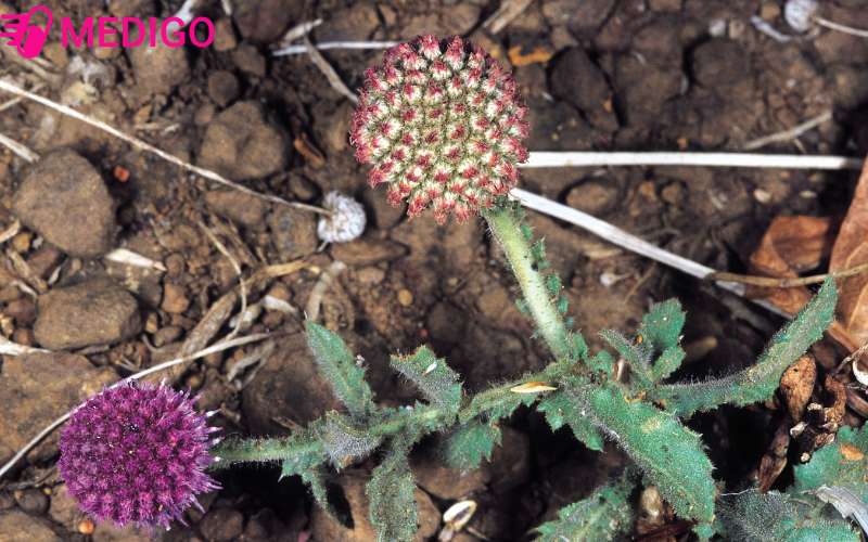 Co-chan-vit-duoc-xem-la-mot-trong-nhung-duoc-lieu-quy-voi-nhieu-cong-dung