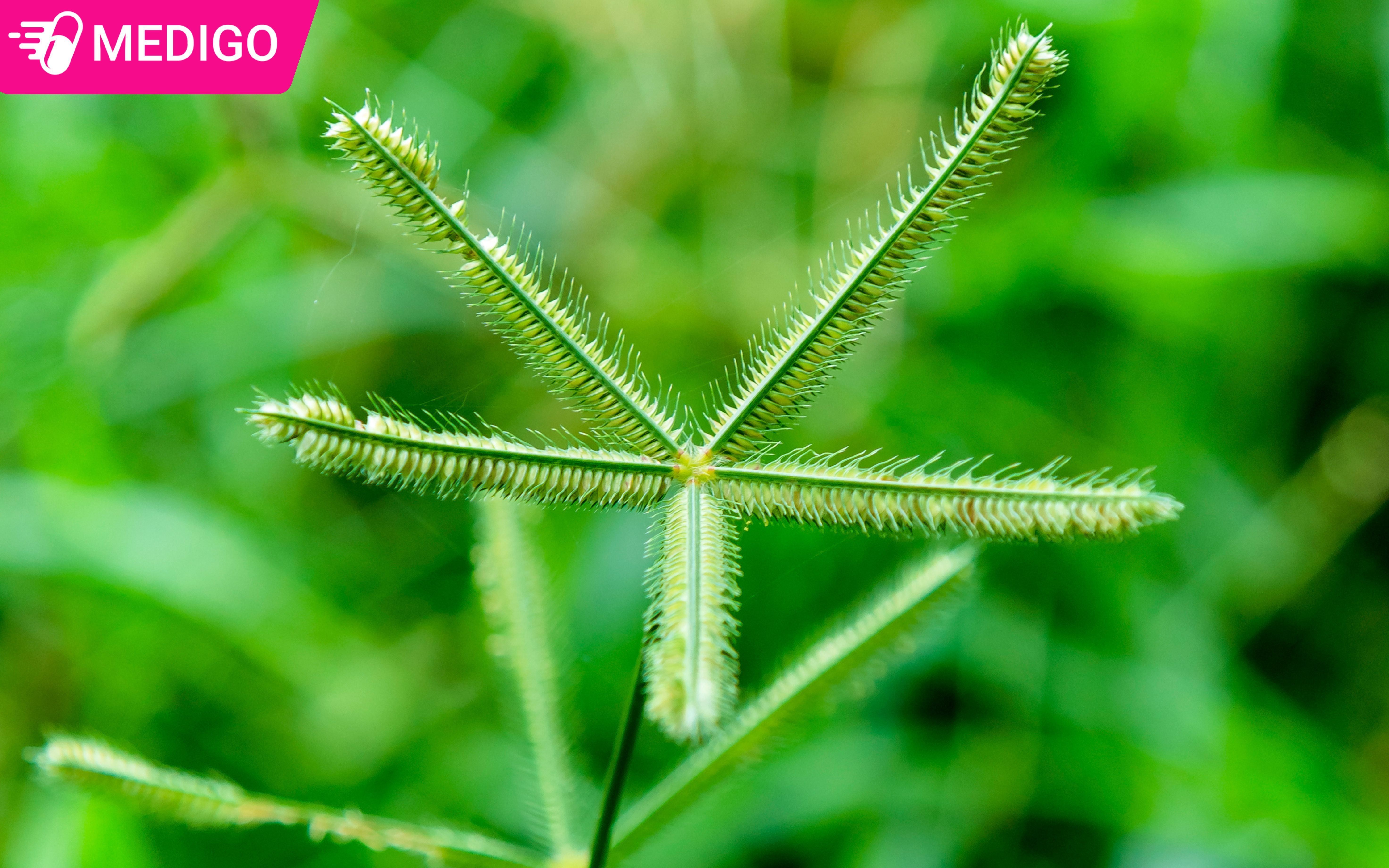 Cỏ mần trầu có tác dụng gì? 5 thông tin cần biết để dùng đúng cách