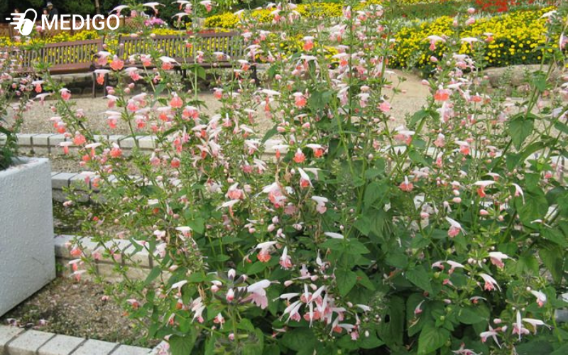 cay-xo-thom-texas-salvia-coccinea-co-the-trong-lam-cay-hang-nam-neu-ban-gieo-hat-trong-nha