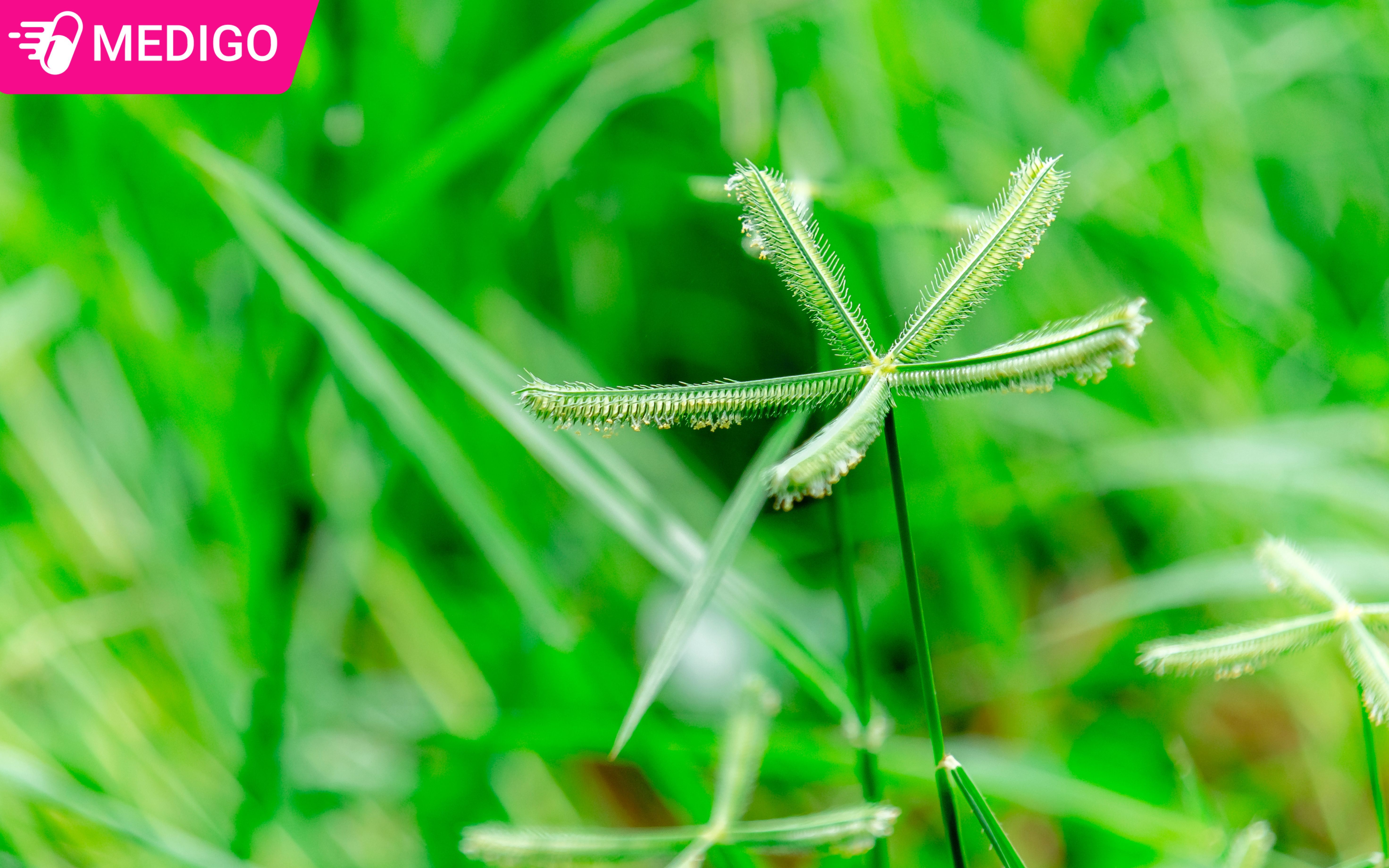 Hinh-anh-cay-co-man-trau