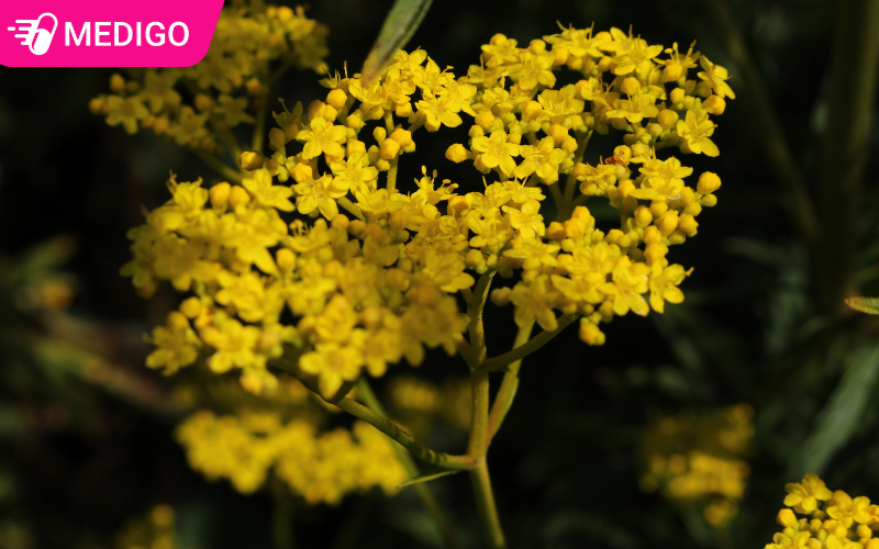 Bai-tuong-thao-chua-nhieu-hoat-chat-tot-cho-suc-khoe