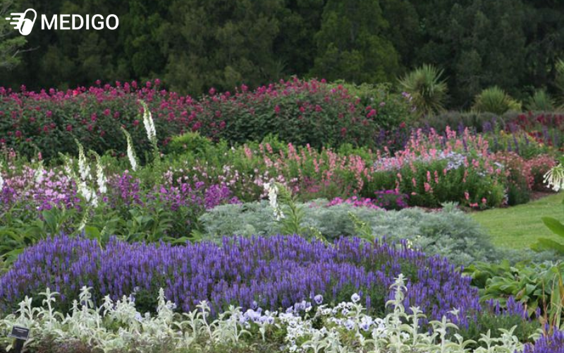 cay-xo-thom-rung-salvia-nemerosa-con-duoc-goi-la-cay-xo-thom-tim-hoac-cay-xo-thom-doi-xanh