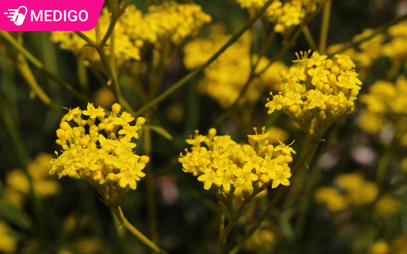 Bại tương thảo trong đông y: Tác dụng và cách dùng hiệu quả