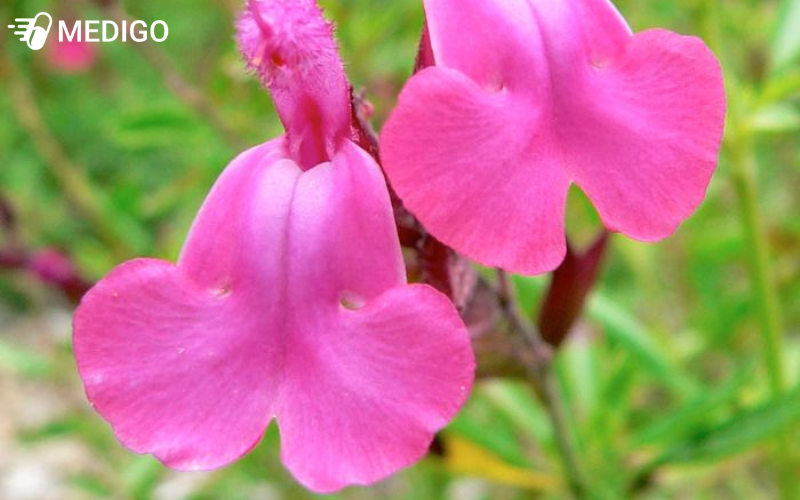 cay-xo-thom-mua-thu-salvia-greggii-la-mot-loai-cay-bui-lau-nam