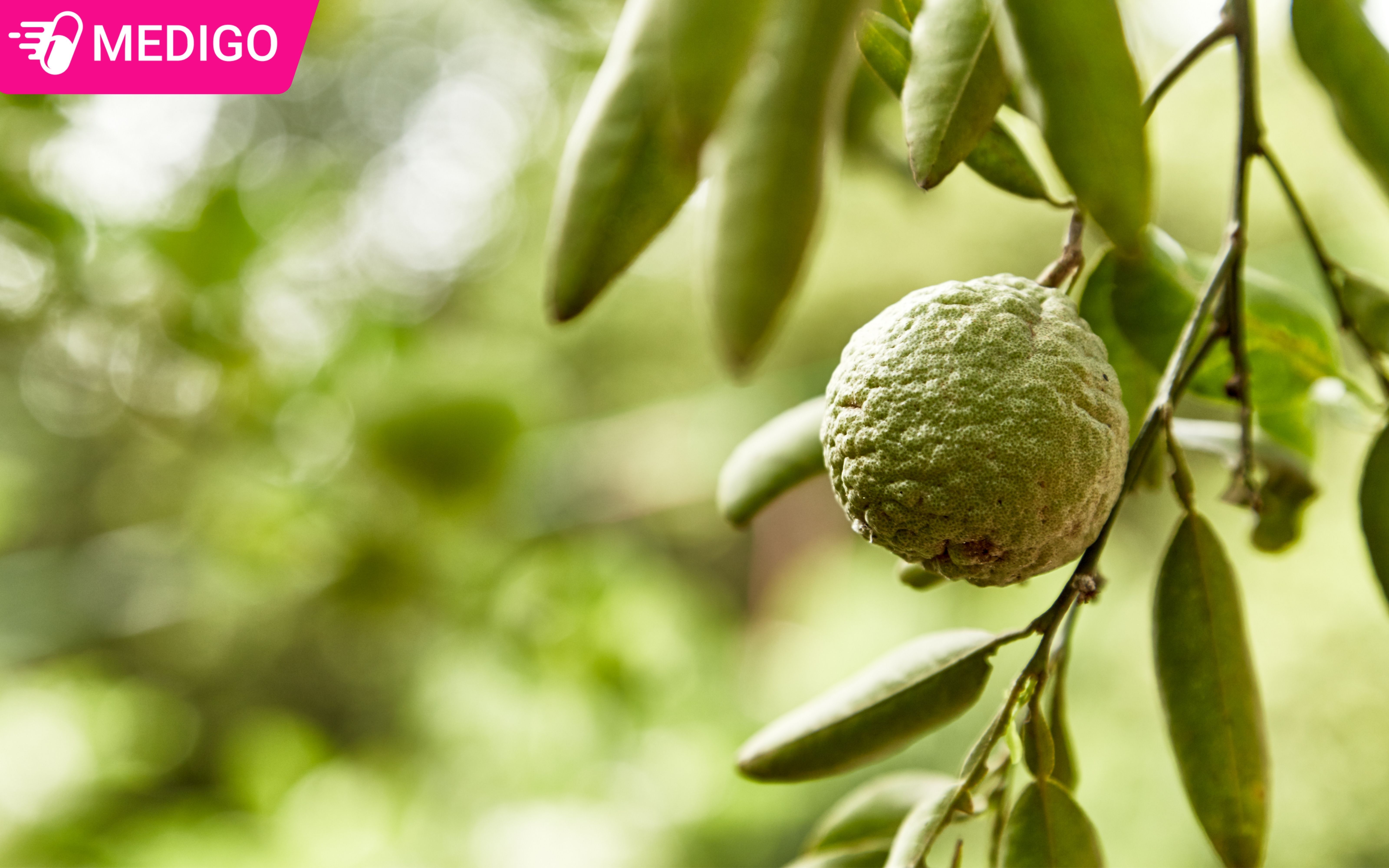 Bo-phan-dung-lam-thuoc-cua-cay-chi-thuc-la-qua-non