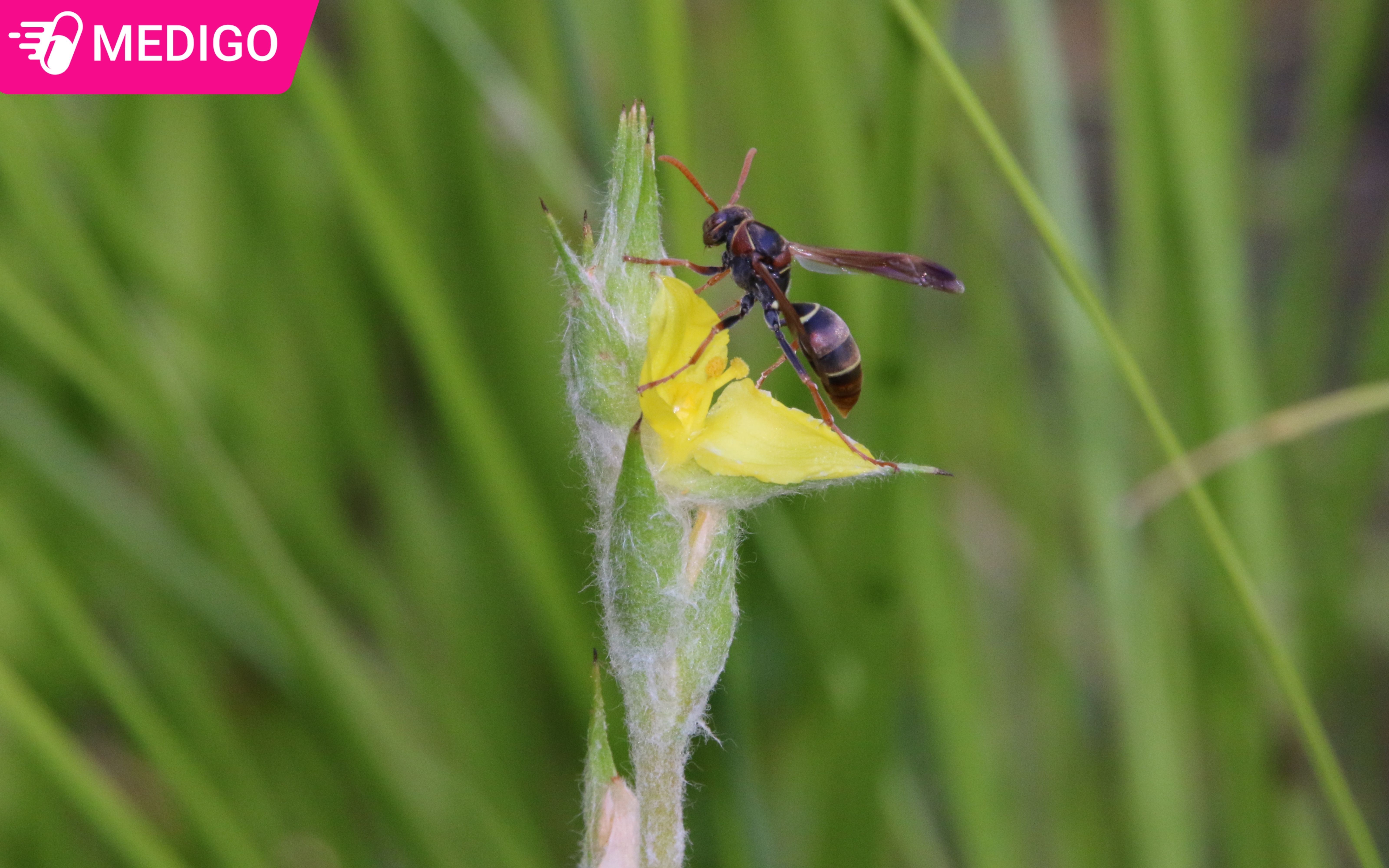 Toan-bo-phan-tren-mat-dat-cua-cay-co-duoi-luon-duoc-su-dung-lam-thuoc