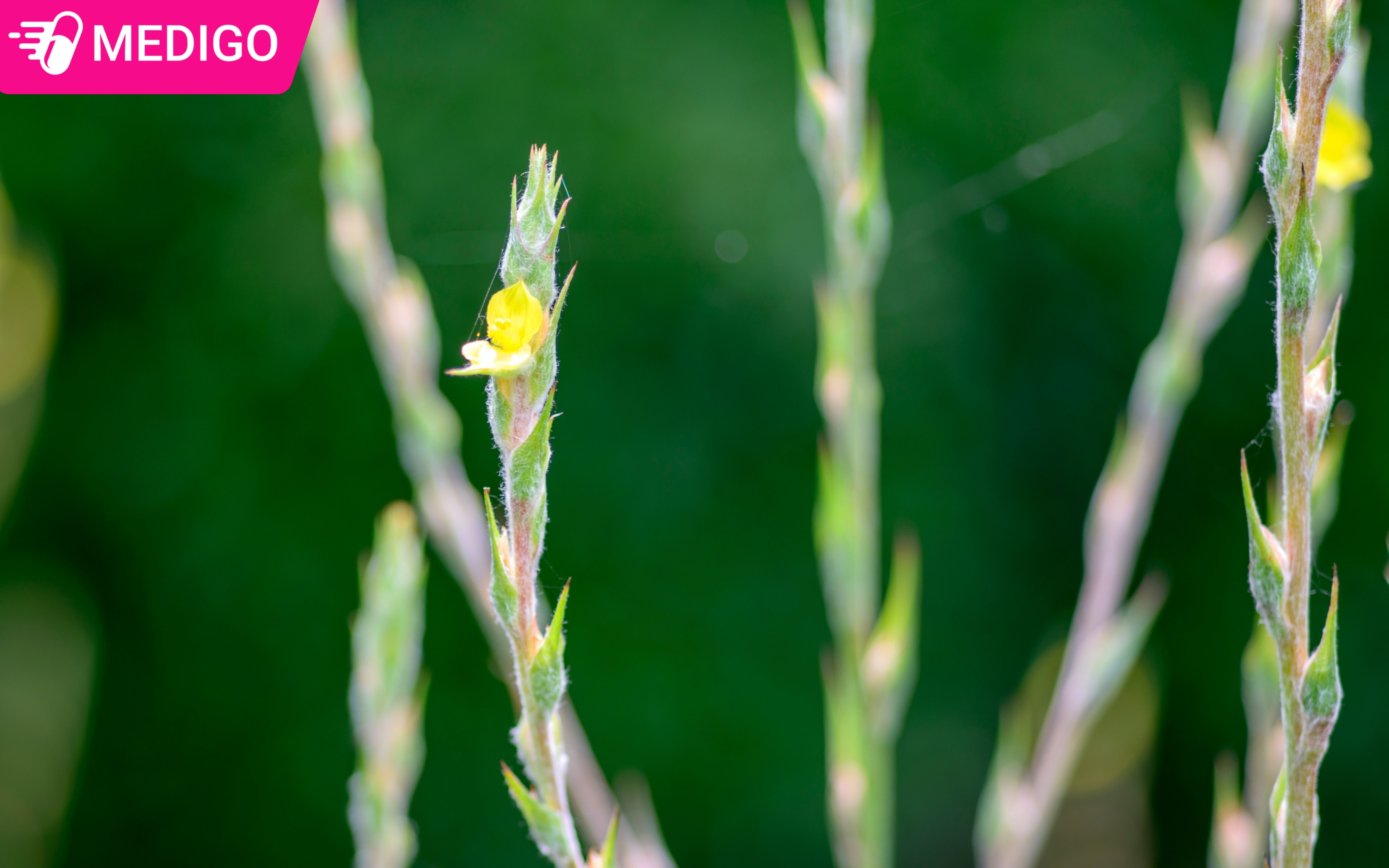 Hinh-anh-co-duoi-luon