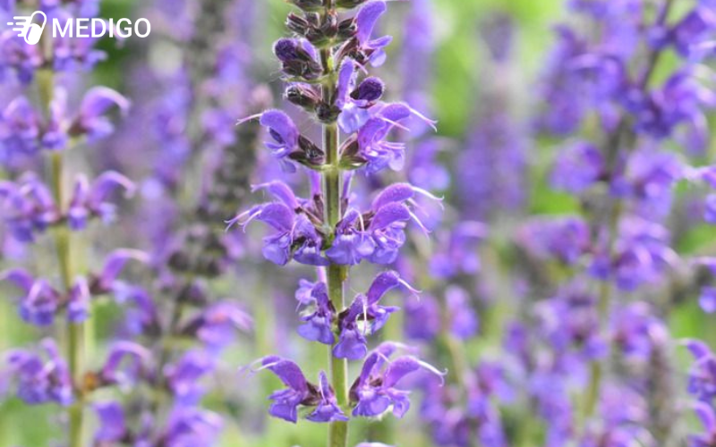 cay-xo-thom-go-salvia-x-sylvestris-la-mot-giong-cay-xo-lai-tao