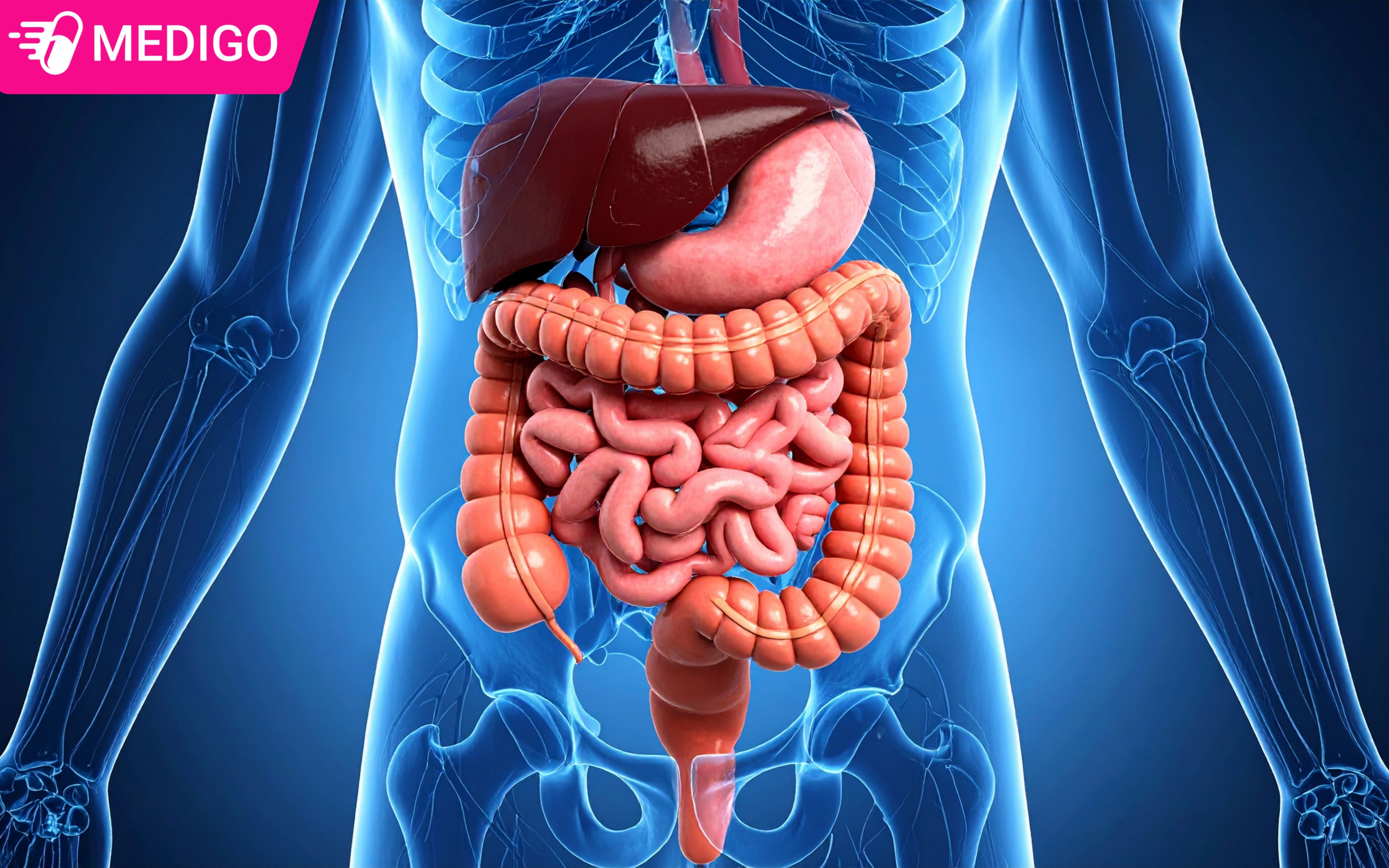 Chicory-co-tac-dung-ho-tro-he-tieu-hoa