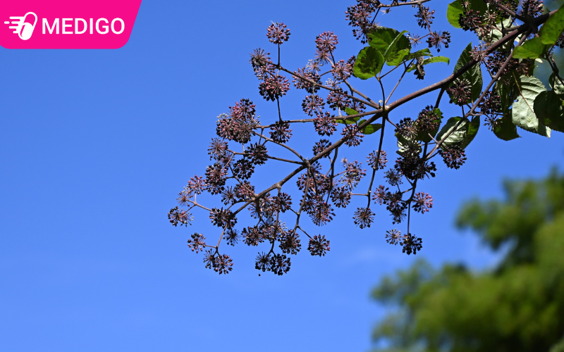 Đơn châu chấu – Lợi ích sức khỏe tiềm năng, cách dùng an toàn