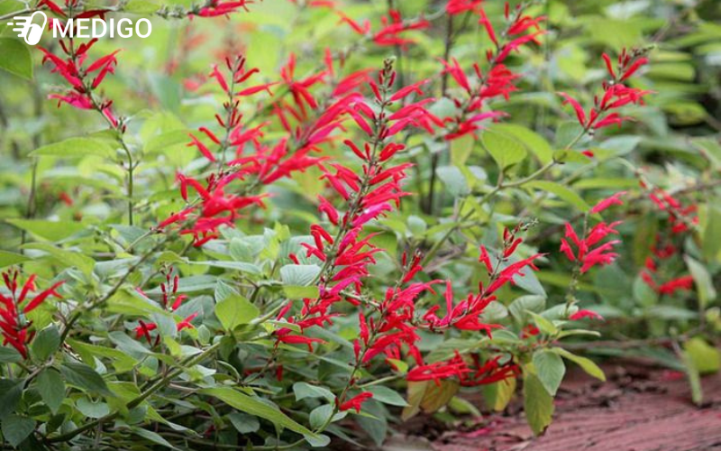 cay-xo-thom-dua-salvia-elegans-la-mot-loai-cay-bui-lau-nam-co-than-mem