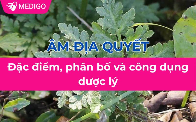 Âm địa quyết: Đặc điểm, phân bố và công dụng dược lý