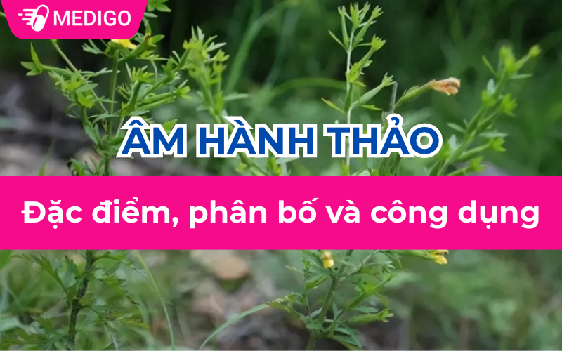 Âm hành thảo: Đặc điểm, phân bố và công dụng chi tiết