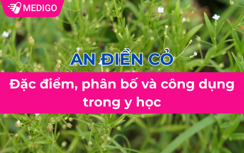 An điền cỏ: Đặc điểm, phân bố và công dụng trong y học